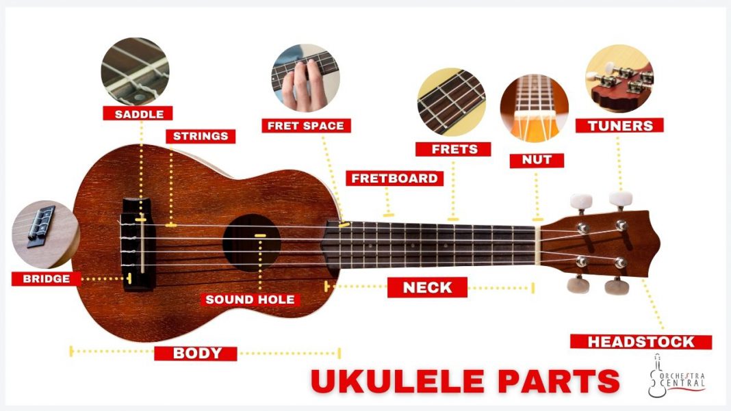 What Are The Parts Of A Ukulele Orchestra Central 9101