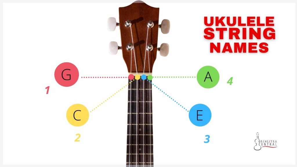 Guide to Ukulele Names, Notes, - Orchestra Central