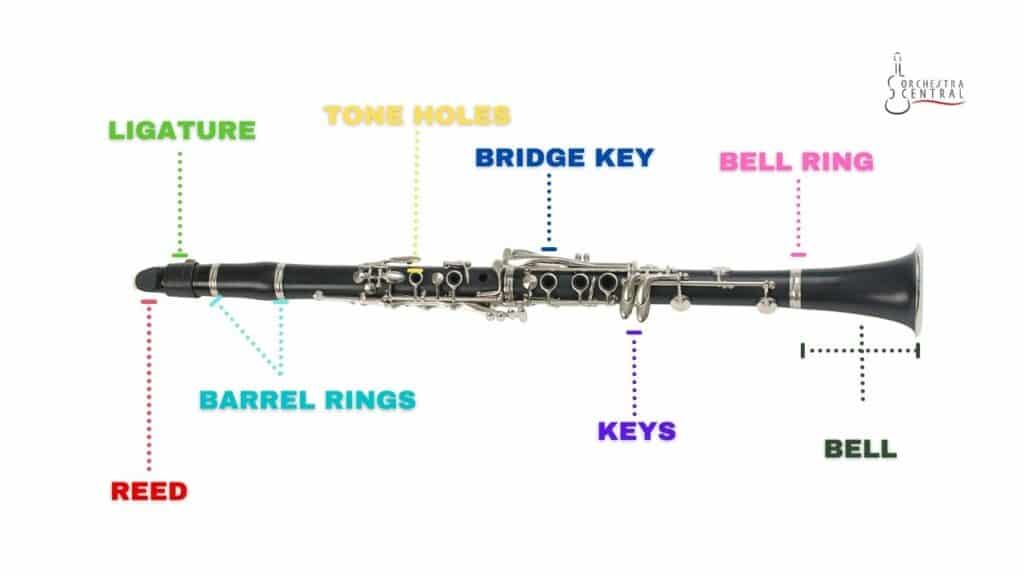 A picture showing the anatomy of clarinet