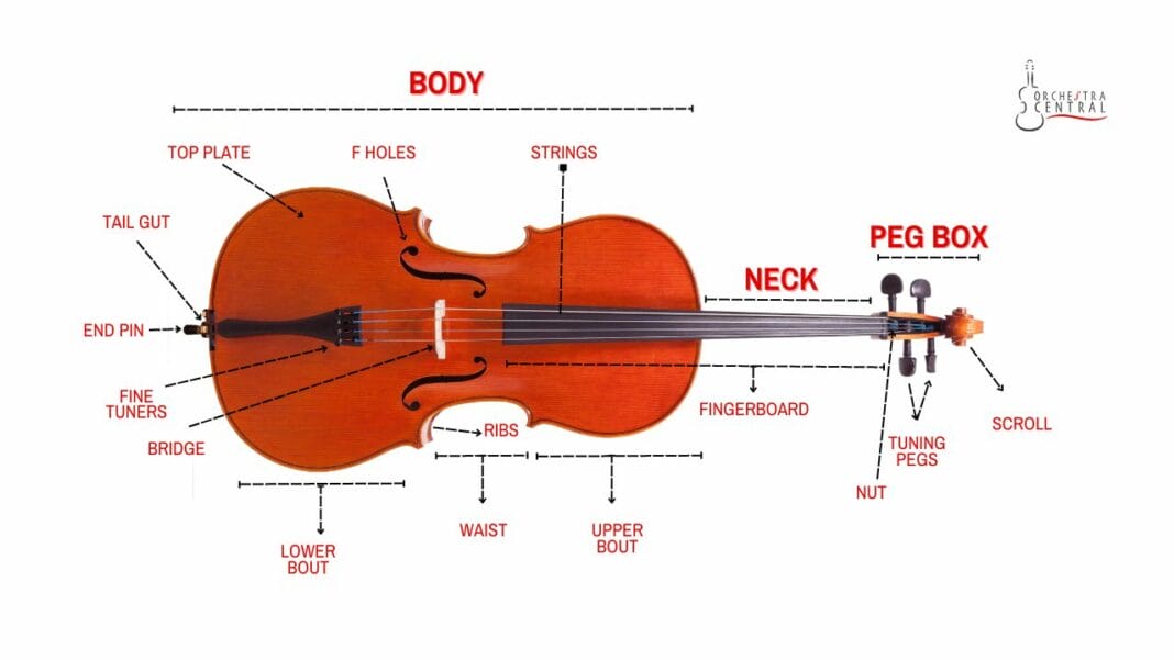a-closer-look-at-the-different-cello-parts-with-diagram-orchestra